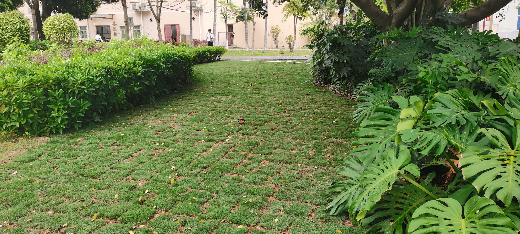 南宁机务段职教办公楼旁绿化